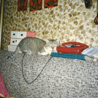 img135.jpg